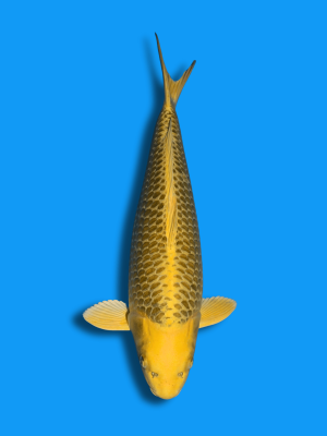 Kin Ki Matsuba | Koi&Co.